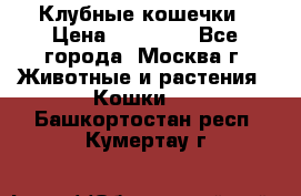 Клубные кошечки › Цена ­ 10 000 - Все города, Москва г. Животные и растения » Кошки   . Башкортостан респ.,Кумертау г.
